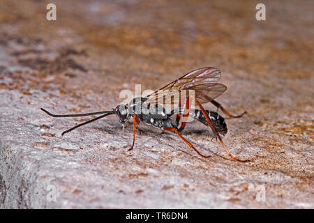 Ichneumon fly (Latibulus argiolus, Endurus argiolus), Adulto, Germania Foto Stock