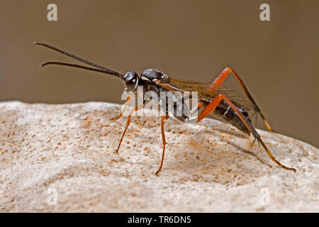 Ichneumon fly (Latibulus argiolus, Endurus argiolus), Adulto, Germania Foto Stock
