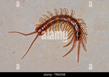 Giardino comune, centipede centipede marrone, pietra centipede (Lithobius forficatus), vista dall'alto, Germania Foto Stock