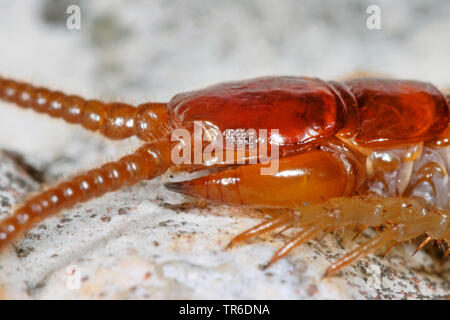 Giardino comune, centipede centipede marrone, pietra centipede (Lithobius forficatus), ritratto, vista laterale, Germania Foto Stock