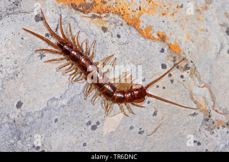 Giardino comune, centipede centipede marrone, pietra centipede (Lithobius forficatus), vista dall'alto, Germania Foto Stock