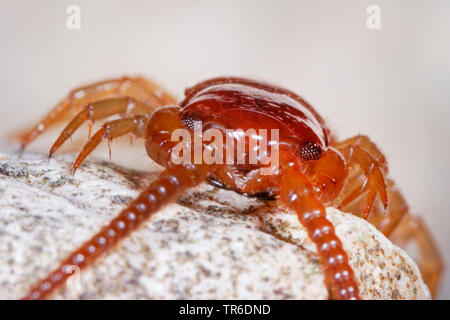 Giardino comune, centipede centipede marrone, pietra centipede (Lithobius forficatus), ritratto, vista frontale, Germania Foto Stock