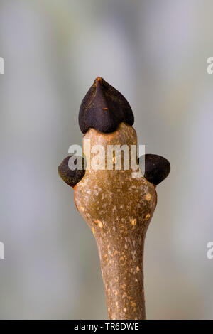 Cenere comune, Frassino Europeo (Fraxinus excelsior), il ramo con le gemme, Germania Foto Stock