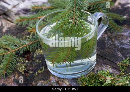 Abete (Picea abies), albero da aghi di abete rosso, Germania Foto Stock