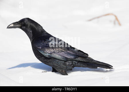 Comune di corvo imperiale (Corvus corax), seduto nella neve, Germania Foto Stock