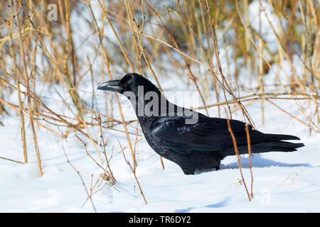 Comune di corvo imperiale (Corvus corax), seduto nella neve, Germania Foto Stock