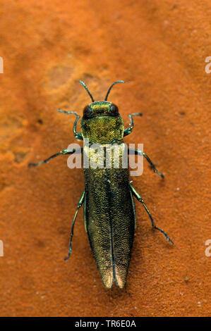 Sonda campionatrice faggio, a testa piatta di foratura del legno (Agrilus viridis), seduta su una foglia, vista da sopra, Germania Foto Stock