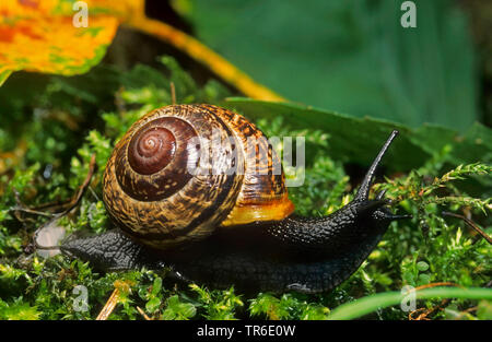 Orchard lumaca, Copse lumaca (Arianta arbustorum), su MOSS, vista laterale, Germania Foto Stock