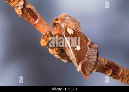 Piccolo eggar (Eriogaster lanestris, Bombice lanestris), maschio su un ramoscello, Germania Foto Stock