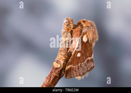 Piccolo eggar (Eriogaster lanestris, Bombice lanestris), maschio su un ramoscello, Germania Foto Stock