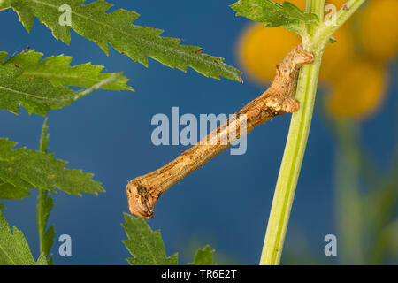 Il larice looper, rimondatore di mirtillo, Fir looper, prugna looper (Ectropis crepuscularia, Ectropis bistortata, Boarmia bistortata), Caterpillar su tansy, Germania Foto Stock