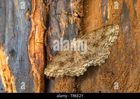 Il larice looper, rimondatore di mirtillo, Fir looper, prugna looper (Ectropis crepuscularia, Ectropis bistortata, Boarmia bistortata), imago sulla corteccia, Germania Foto Stock