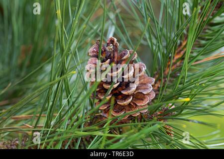 Europeo di pino nero, pino austriaco, pini neri, Corsican pine (Pinus nigra), il cono su un ramo, Germania Foto Stock