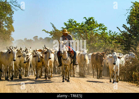 Nelore bovini (bos indicus), il Cattle Drive, Brasile, Pantanal, Pantanal Matogrossense Parco Nazionale Foto Stock