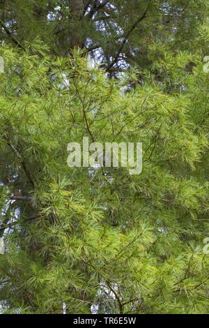 Eastern white pine (Pinus strobus), filiali Foto Stock