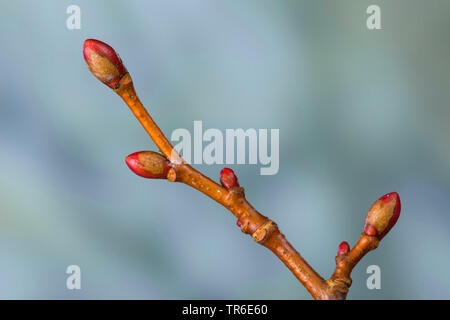 Piccolo-lasciava in calce, littleleaf linden, po-foglia di tiglio (Tilia cordata), il ramo con le gemme, Germania Foto Stock