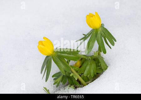 Aconitum invernale (Eranthis hyemalis), che fiorisce in neve, Germania Foto Stock