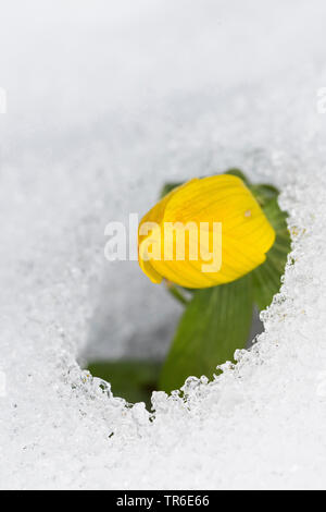 Aconitum invernale (Eranthis hyemalis), che fiorisce in neve, Germania Foto Stock