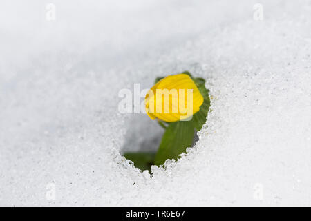 Aconitum invernale (Eranthis hyemalis), che fiorisce in neve, Germania Foto Stock