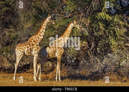 La Thornicrofti giraffe (Giraffa camelopardalis thornicrofti), due giraffe in piedi insieme a un albero, vista laterale, Sud Africa, il Kalahari Gemsbok National Park Foto Stock