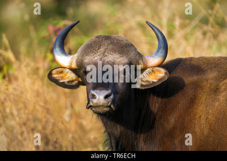 Gaur, seladang (Bos gaurus), ritratto, India, Parco Nazionale di Kanha Foto Stock