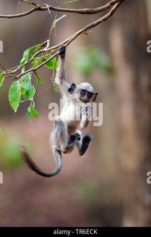 Tufted langur grigio (Semnopithecus priamo), piccola scimmia appeso con un braccio in corrispondenza di un ramo, vista frontale, India, Pench National Park Foto Stock