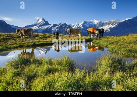 Simmentaler Fleckvieh (Bos primigenius f. taurus), vacche su alp pascolo, Schreckhorn e Finsteraarhorn montagne sullo sfondo, Svizzera Oberland bernese Foto Stock