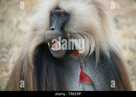 Gelada, i babbuini gelada (Theropithecus gelada), ritratto con bocca aperta, sguardo laterale, Etiopia Foto Stock