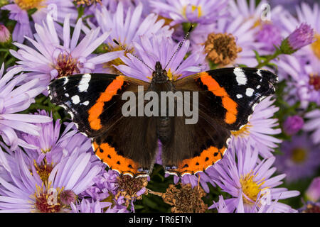 Red admiral (Vanessa Atalanta, Pyrameis atalanta), imago su un Michaelmas daisy, vista da sopra, Germania, Meclemburgo-Pomerania Occidentale Foto Stock