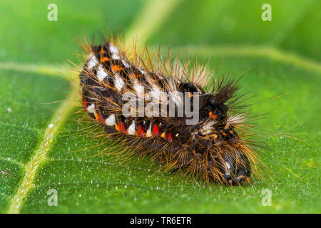 Nodo falena erba (Acronicta rumicis, Viminia rumicis, Acronycta salicis), Adulto bruco su una foglia, Germania, Meclemburgo-Pomerania Occidentale Foto Stock