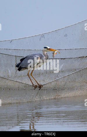 Airone cinerino (Ardea cinerea), pesca in una rete da pesca, Germania, Meclemburgo-Pomerania Occidentale Foto Stock