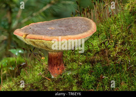 Matt bolete (Xerocomellus pruinatus, Boletus pruinatus, Xerocomus pruinatus), corpo fruttifero sul terreno di muschio, vista laterale, Germania, Meclemburgo-Pomerania Occidentale Foto Stock