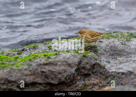 Rock pitpit (Anthus petrosus), su una roccia costiere al Baltico oceano, vista laterale, Germania, Meclemburgo-Pomerania Occidentale Foto Stock