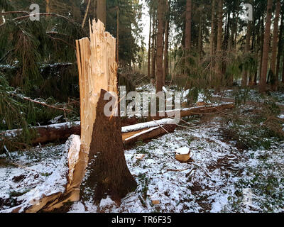 Abete (Picea abies), tronco spezzato dopo una tempesta in inverno, in Germania, in Renania settentrionale-Vestfalia Foto Stock