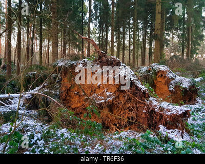 Abete (Picea abies), tronco caduto dopo una tempesta in inverno, in Germania, in Renania settentrionale-Vestfalia Foto Stock