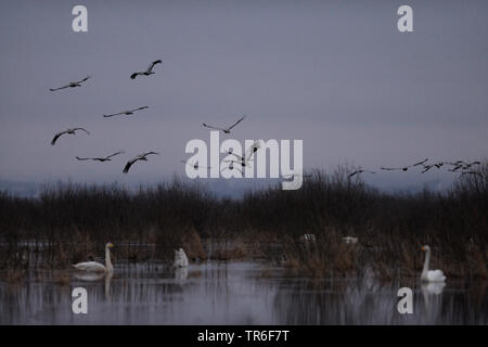 Comune, Gru Gru eurasiatica (grus grus), truppa battenti in serata su un lago con cigni, Germania Foto Stock