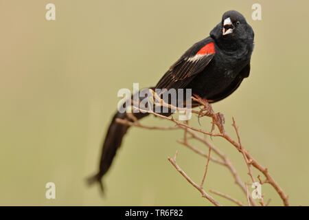 Long-tailed Vedova orientale del (Coliuspasser progne delamerei, Euplectes progne delamerei), seduto su un ramoscello, Kenya Foto Stock