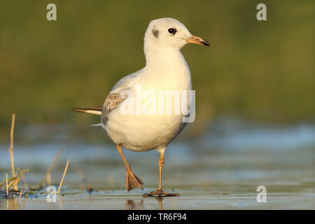 A testa nera (gabbiano Larus ridibundus, Chroicocephalus ridibundus), capretti a testa nera gull Passeggiate sul ghiaccio, Germania Foto Stock