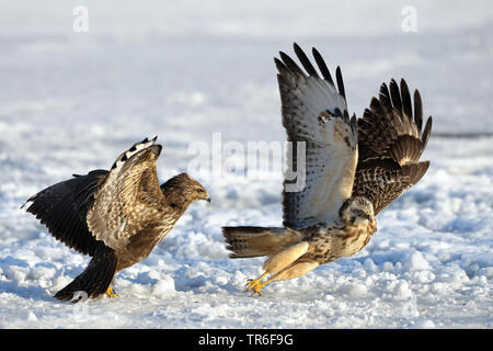 Eurasian poiana (Buteo buteo), quarreling con un uccello giovane nella neve, Germania Foto Stock