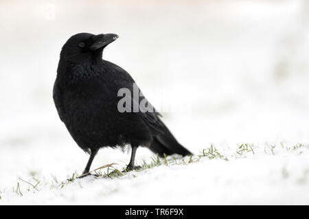 Carrion crow (Corvus corone, Corvus corone corone), su una coperta di neve prato, Germania Foto Stock