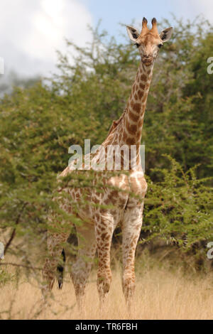 Giraffe (Giraffa camelopardalis), in piedi nella savana, Africa Foto Stock