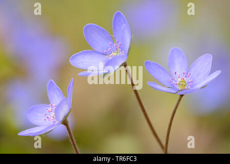 Hepatica liverleaf, American liverwort (Hepatica nobilis, Anemone hepatica), fiori, Germania Foto Stock