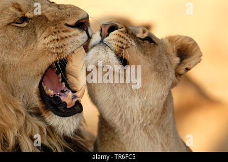 Lion (Panthera leo), LION CUB smooching con suo padre, Africa Foto Stock