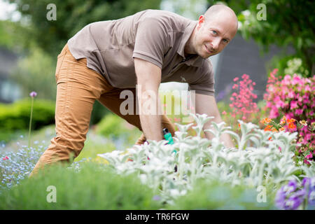 L'uomo giardinaggio in una rigogliosa aiuola, Germania Foto Stock