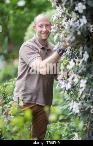 Clematis, vergini-bower (Clematis spec.), l'uomo la cura per il blooming clematis, Germania Foto Stock