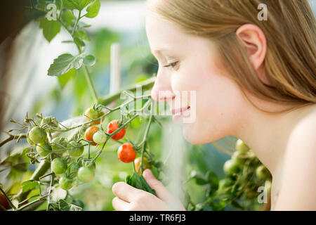 Giardino (pomodoro Solanum lycopersicum, Lycopersicon esculentum), giovane donna cerca su pomodori di una pianta di pomodoro, Germania Foto Stock