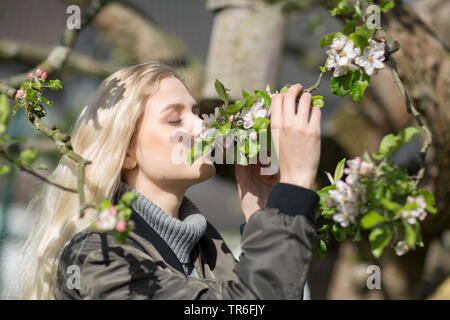 Giovane donna bionda sniffing apple blossoms, Germania Foto Stock