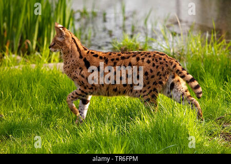 Serval (Leptailurus serval, Felis serval), la caccia, Africa Foto Stock