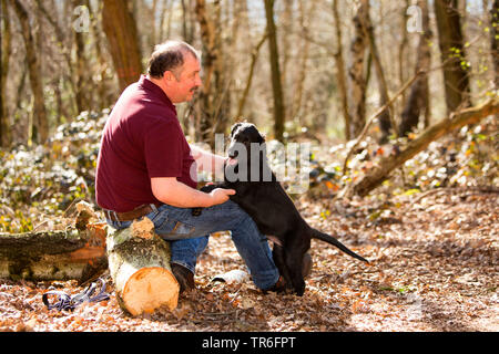 Appartamento rivestite Retriever (Canis lupus f. familiaris), uomo seduto con cucciolo nella foresta, Germania Foto Stock