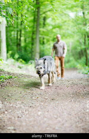 Berger de Picardie, Berger Picard (Canis lupus f. familiaris), l uomo e il cane a camminare in una foresta, Germania Foto Stock